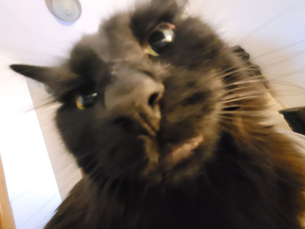 closeup fisheye photo of black cat