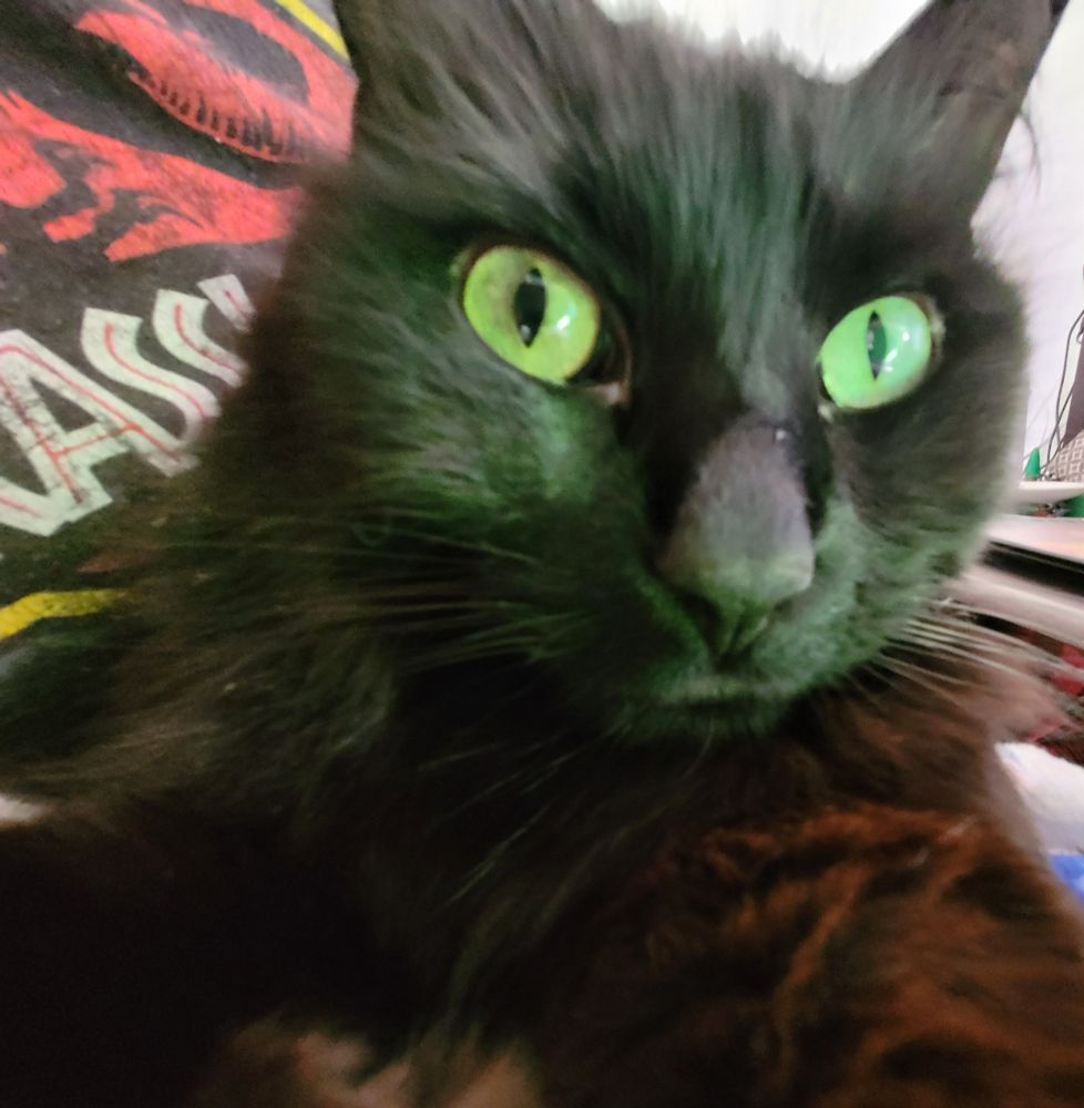 closeup photo of black cat with huge green eyes