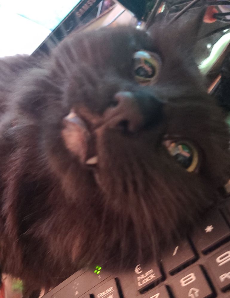 photo of a black cat with his head resting on a keyboard, he looks very excited with his teeth poking out. 