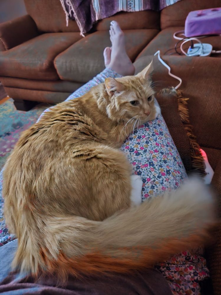 Orange cat with big fluffy tail resting on my lap while we lay on the couch