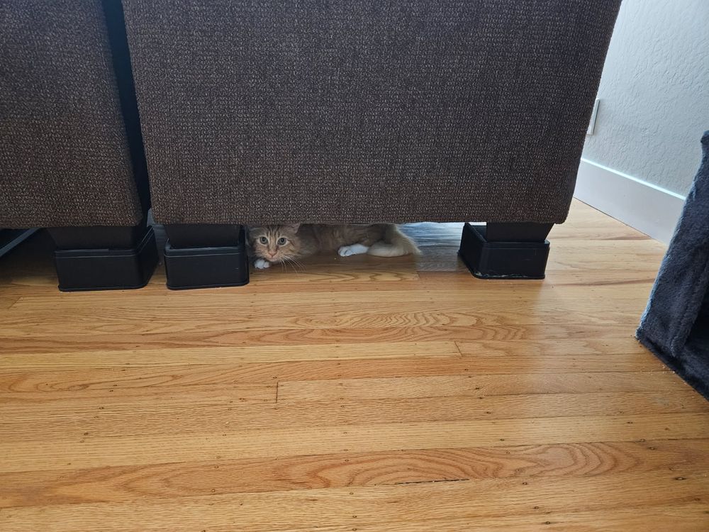 Orange cat nervously hiding under the couch