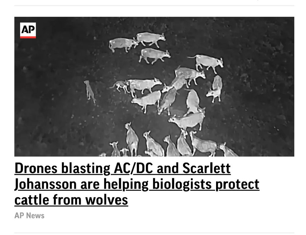 Night photography of Cows with headline: “Drones blasting AC/DC and Scarlett Johansson are helping biologists protect cattle from wolves”