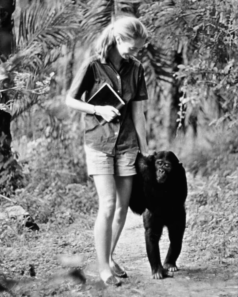 Black and White photo of Jane Goodall in her youth, walking with one of the many chimpanzees she studied in their natural habitat.
