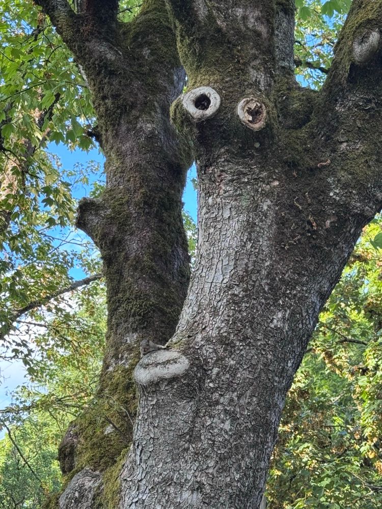 Tree with goofy face appearance probably seemed like a good idea at the time.