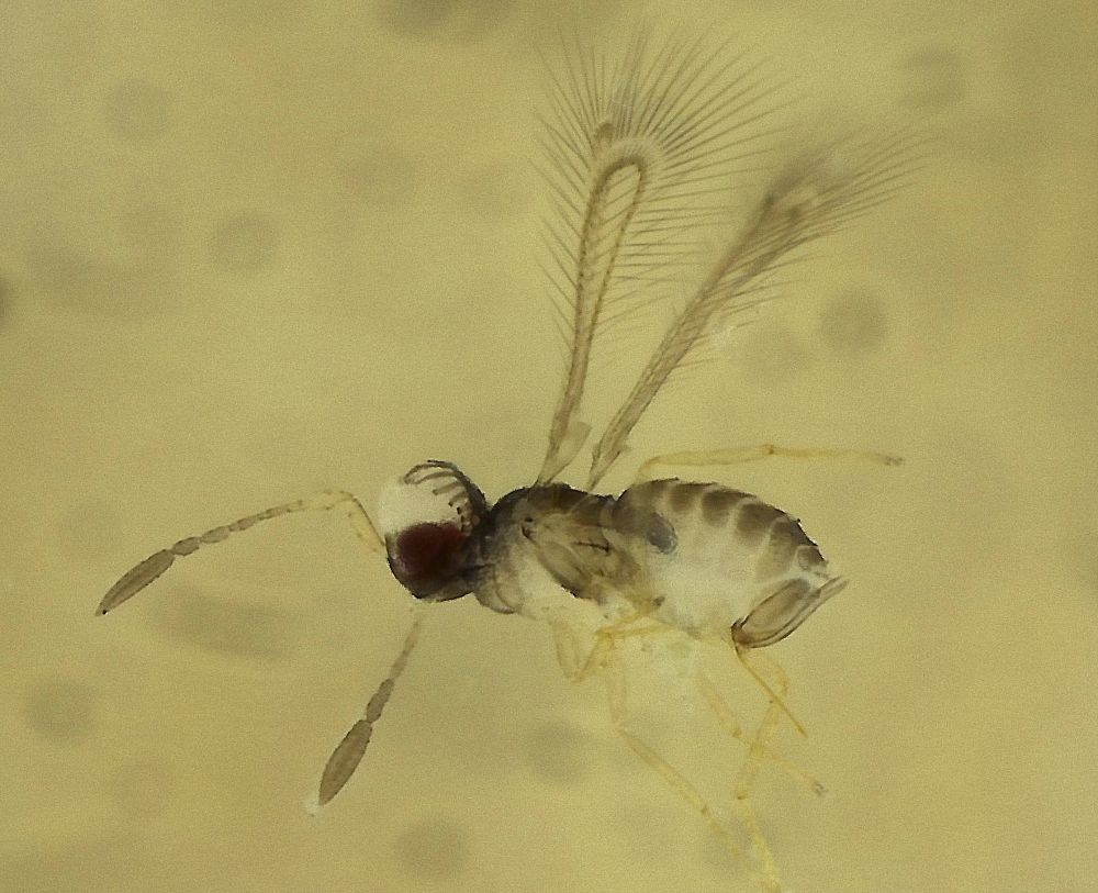 tiny wasp with narrow, fringed wings held aloft, head and antennae are to the left