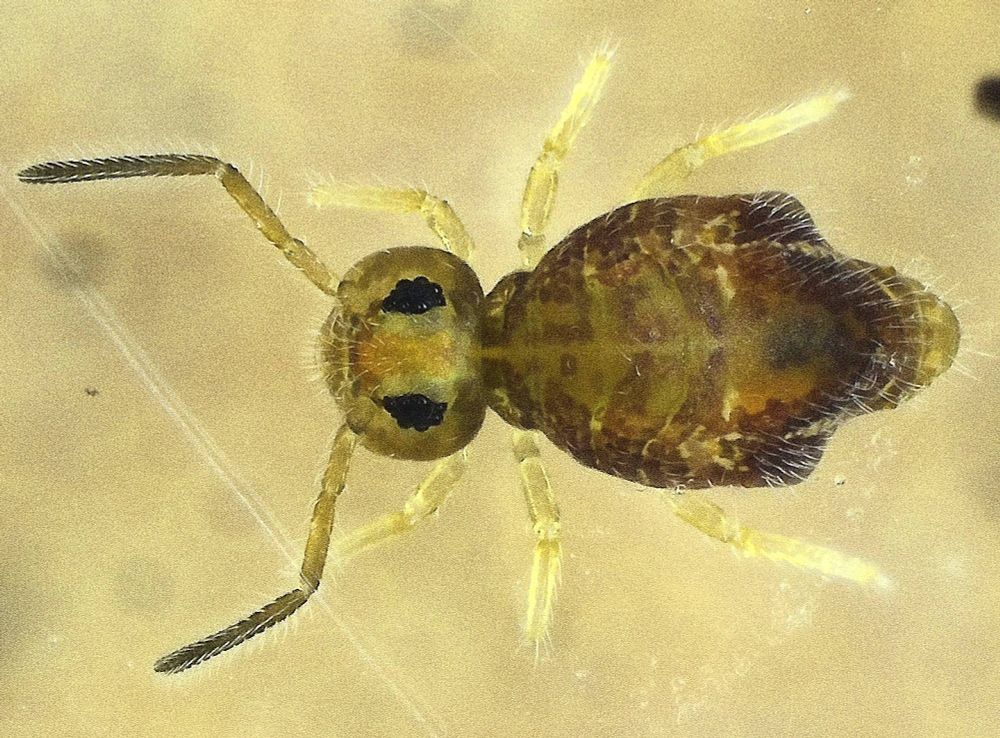 A collembola with mottled maroon coloured body, buff coloured head with black eyes, and buff coloured antennae that darken toward the tips