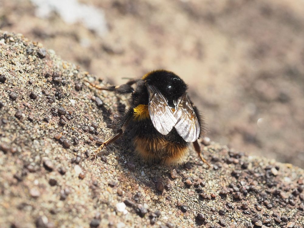 Rear view of a very hairy Bumblebee on a roof tile.