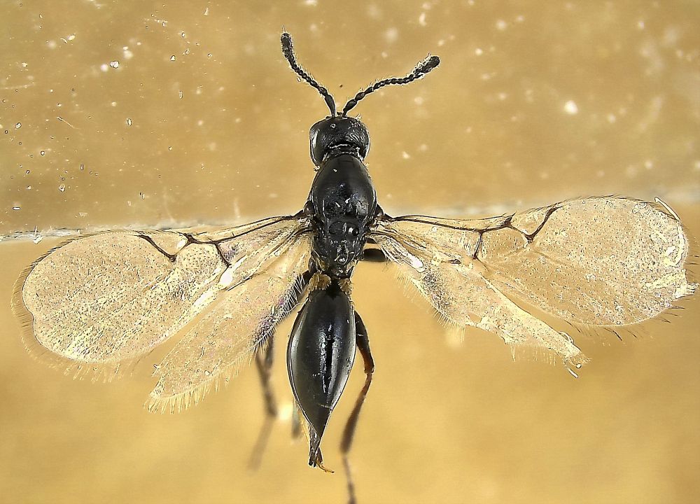View from above of a black wasp with wings outstretched