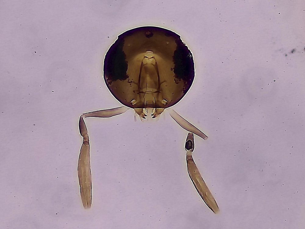 View looking directly at the head and antennae of a tiny wasp. This is a slide mounted image. The circular brown part is the head, with large black eyes either side. The two small pale circles at the bottom of the head are the toruli out of which emerge the antennae. Between the toruli are the mandibles.