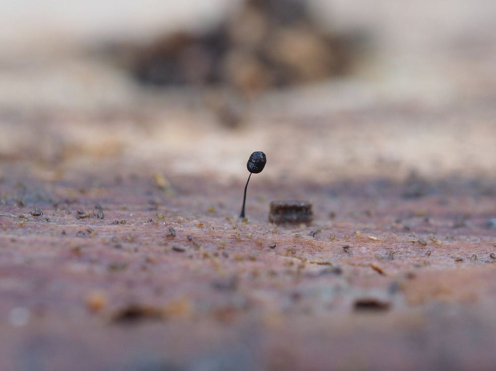 A black ovoid atop a very thin black filament, growing out of a flattish piece of wood 