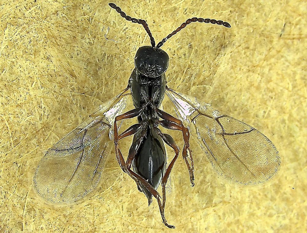 view from below of a shiny black wasp with its wings outstretched, head is at the top of picture