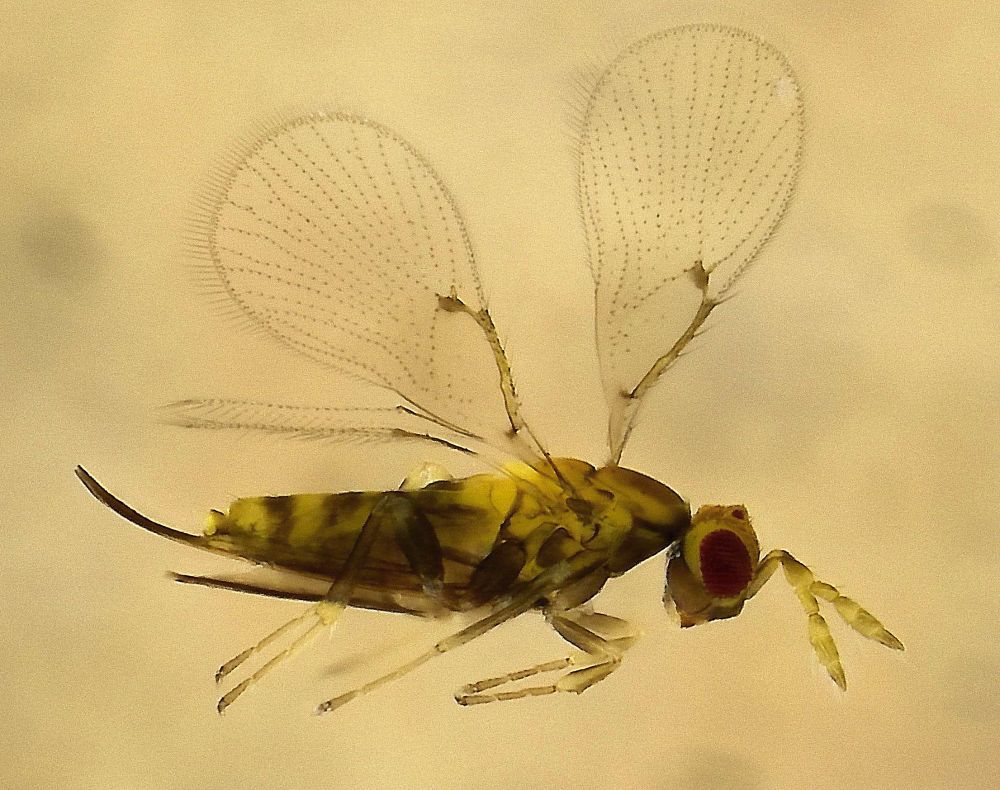 A tiny yellow wasp with smoky black shading on the body, paddle-shaped wings are held vertically over body, head with red eyes and yellow-grey antennae is to the right of picture, ovipositor sheaths are to the left of picture.