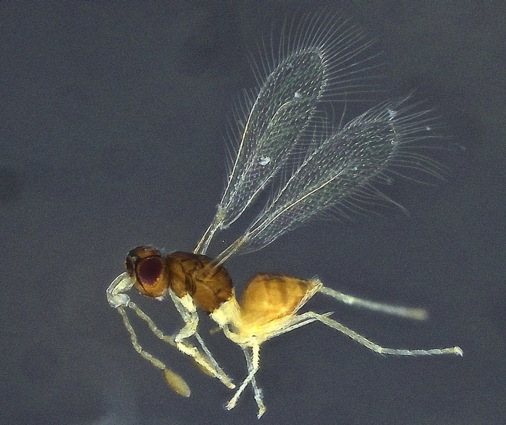 Side view of a tiny brown wasp, its head and antennae are to the left of picture. Clear, fringed wings are held above body.