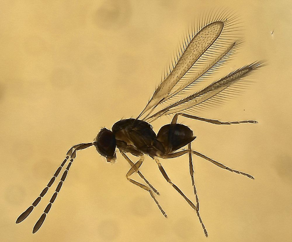 Side view of a tiny dark brown wasp. Its narrow, blade-like wings are fringed with hairs. Head and long antennae are to the left of picture.