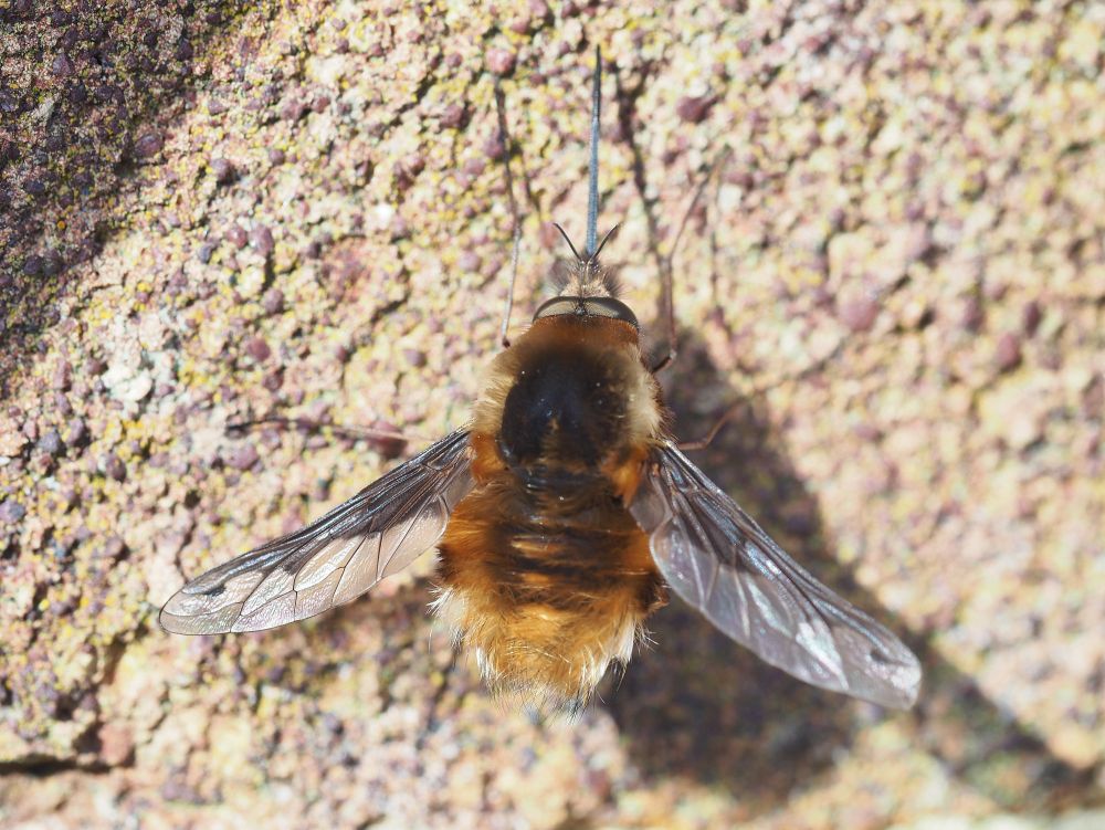 a brown fuzzy bodied insect with wings that are black in their front half and clear in the rear half and are held at a delta angle to the body, the head at the top of picture is augmented with a magnificent long proboscis