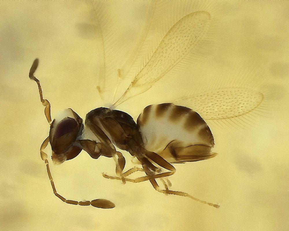 side view of a tiny wasp, its head and antennae are to the left of picture, narrow wings are held at an angle above body