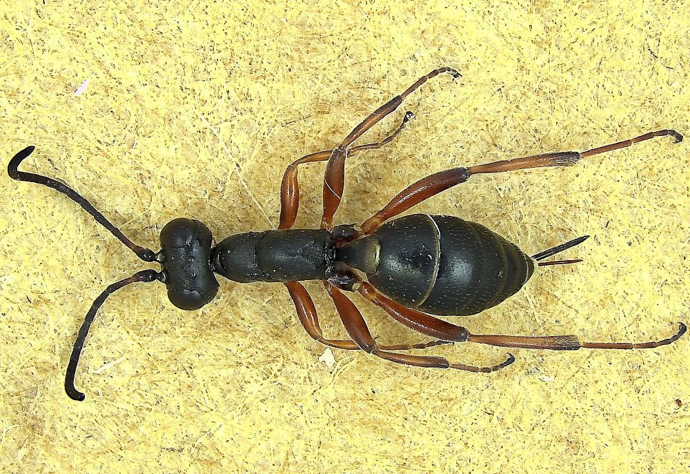 black wasp with dark orange legs that is a mimic of a black ant, head and antennae are to the left of picture