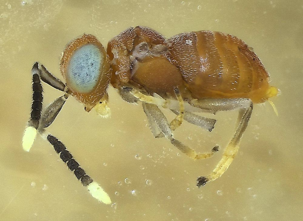 Side view of an orange-brown tiny wasp with grey legs. Head and antennae are to the left of picture; head has very large pale blue eye, antennae are black and have brilliant white tips
