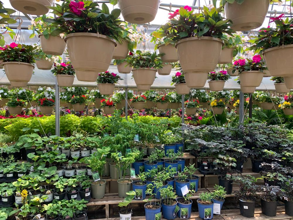 Rows of plants on stands. Hanging baskets of flowers from the top. 