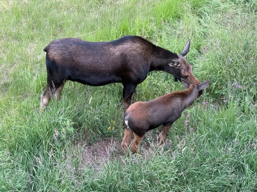 A photo of a mother moose and a baby moose (maybe 8 months old) in a yard of high grown grass in Breckenridge, Colorado. They are grazing in the grass. 