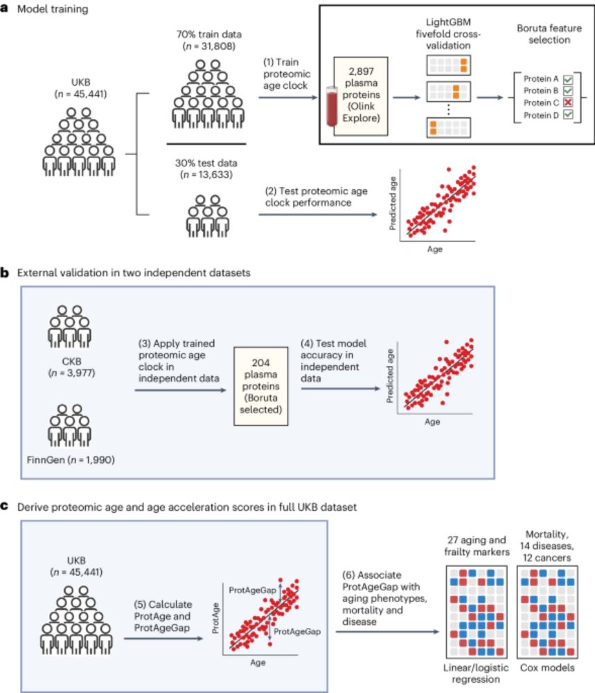 Proteomic aging clock predicts mortality and risk of common age-related diseases in diverse populations - Nature Medicine