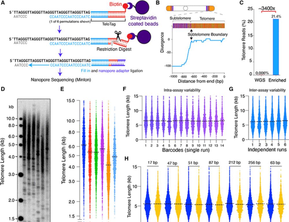 Human telomere length is chromosome end–specific and conserved across individuals