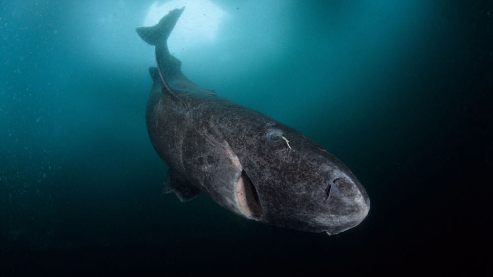 This Shark Lives 400 Years. Its DNA May Explain Why.