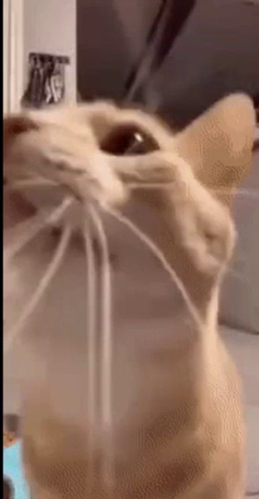 a close up of a cat 's face with its whiskers hanging out .