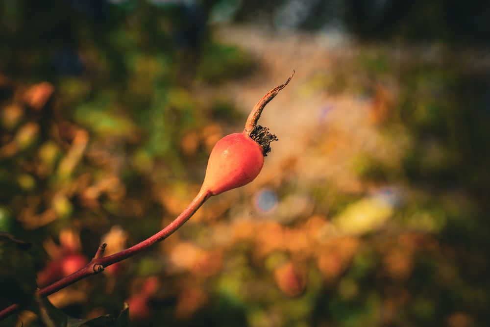 A close-up shot of a bright orange rosehip on a stem in an out-of-focus natural setting. The rosehip is a teardrop shape and is smooth in texture. It is attached to a reddish brown stem with dark speckles. The very top of the rosehip has a stubby brown curly stem remnant. The background is a melange of green, orange, and brown from the out-of-focus vegetation.