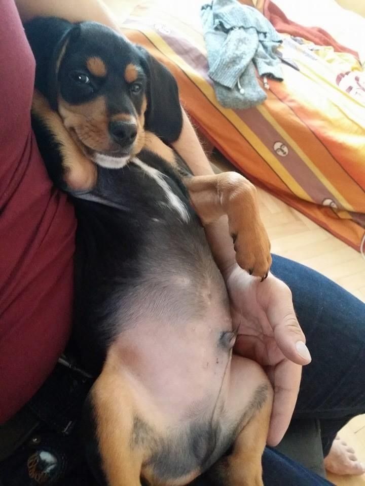 A person is holding a puppy on their lap. The puppy is small and has short black and tan fur. The puppy has a white stripe down its chest. The person is sitting in a chair or on a bed, and is wearing jeans and a red shirt. The puppy is looking at the camera with its big brown eyes. The background is blurry, but it looks like there is a blanket on the bed.