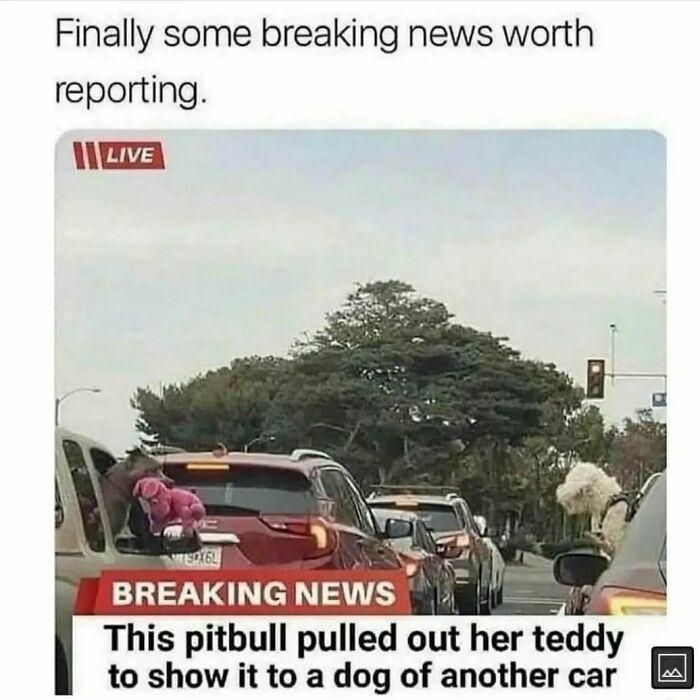 A “Breaking News” style image shows a traffic jam. In the background are green trees and a traffic light. In the foreground, the back window of a red SUV is open. A pitbull is leaning out of the car window with a pink stuffed animal in its mouth. The red 