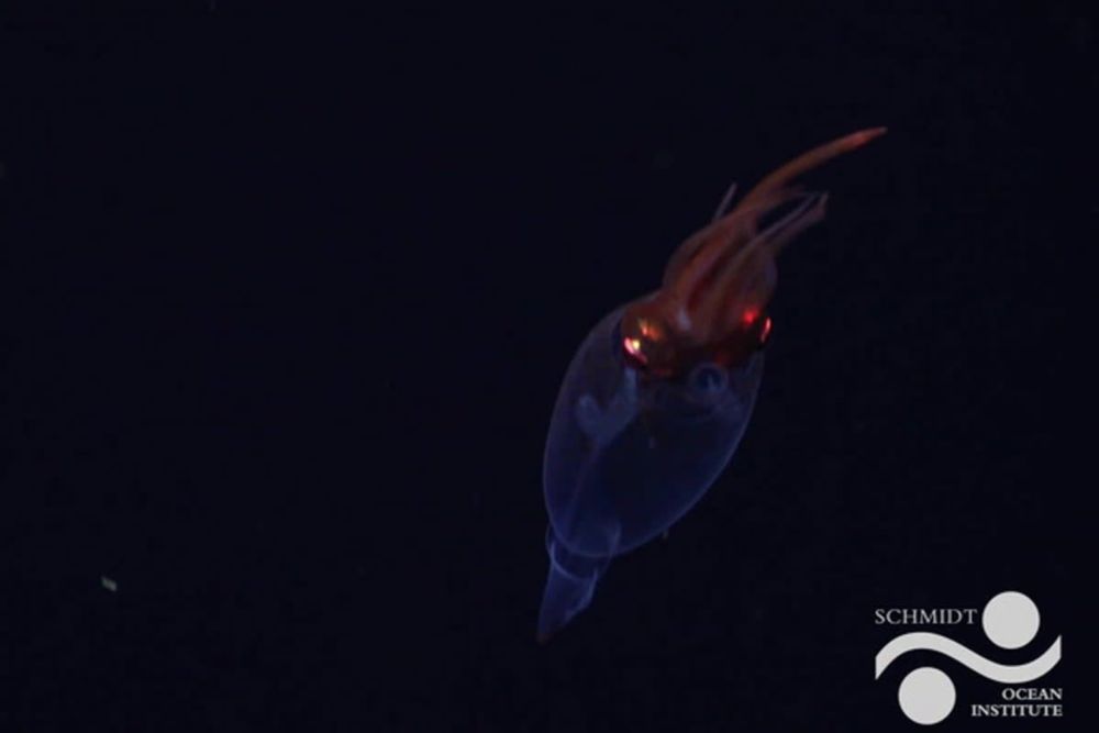 The “common heritage of mankind”: Did the Ocean Conference make progress towards protecting it?