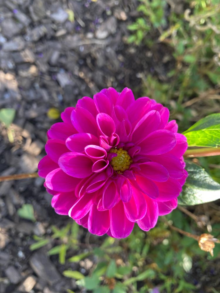 Pink dahlia outside in the sunshine. 