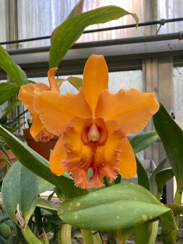 Orange orchid in a greenhouse. 