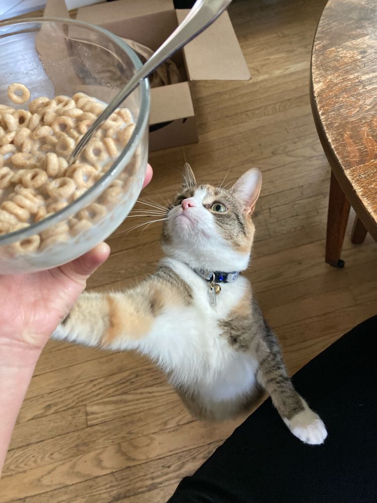 A long kitty reaches up towards a bowl of Cheerios.