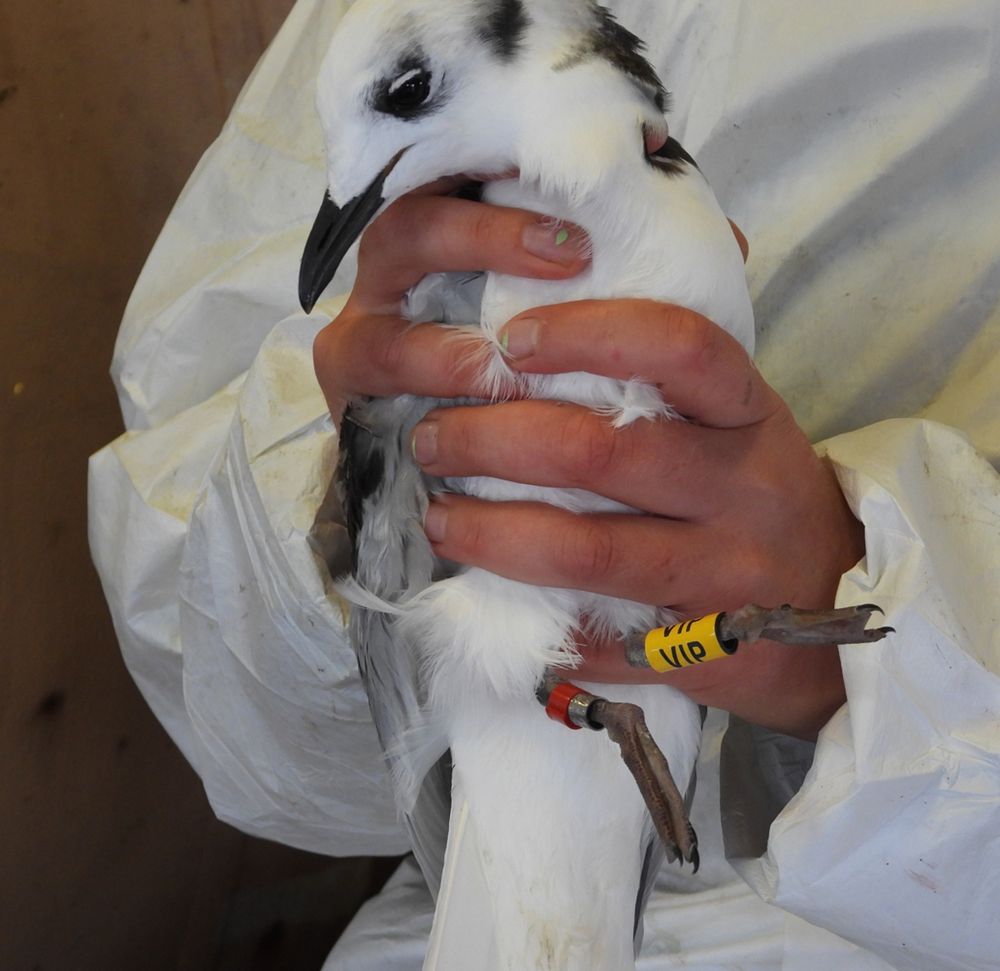 A juvenile kittiwake in the hand, wearing a 3-digit coded yellow colour ring, a red plastic ring and a metal ring.