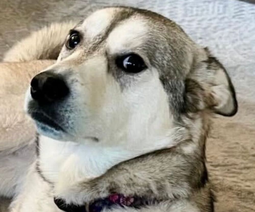 husky dog with guilty face 