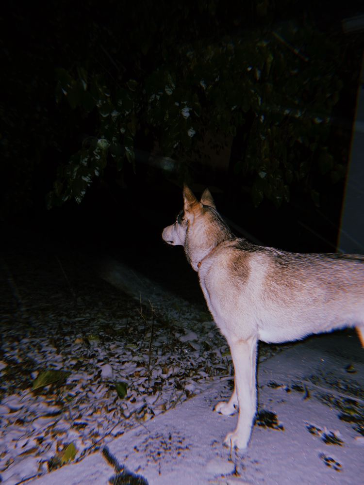 husky mix dogs stand on deck in fresh snow looking out over the backyard 