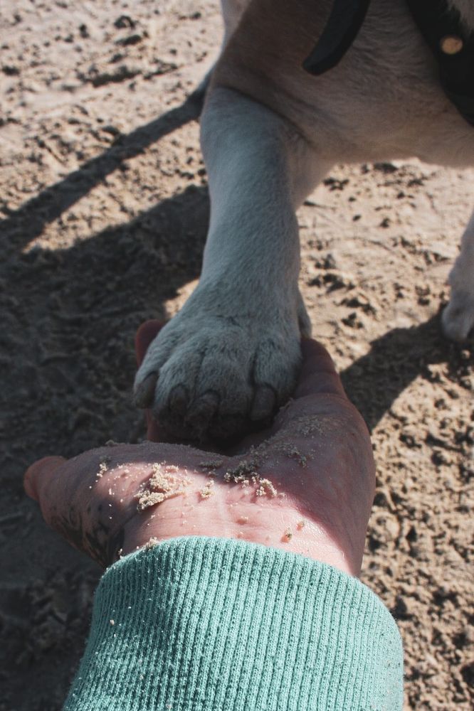 Peanuts Pfote auf Frauchens Hand. 