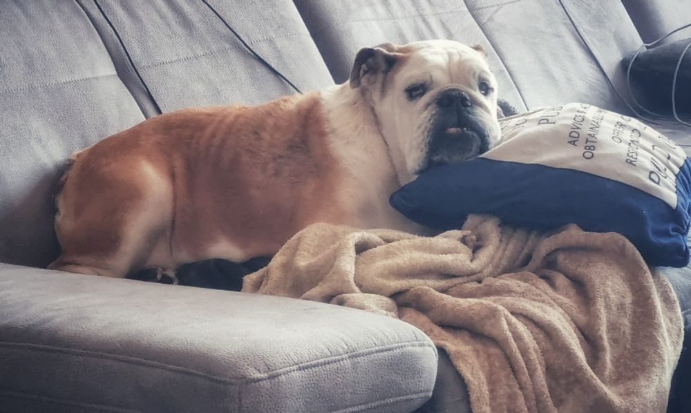 Peanut liegt auf dem Sofa auf ein paar Decken. Ihren Kopf hat sie auf einem Kissen abgelegt. 