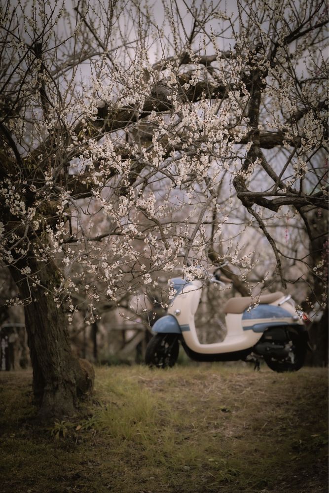 バイクと梅