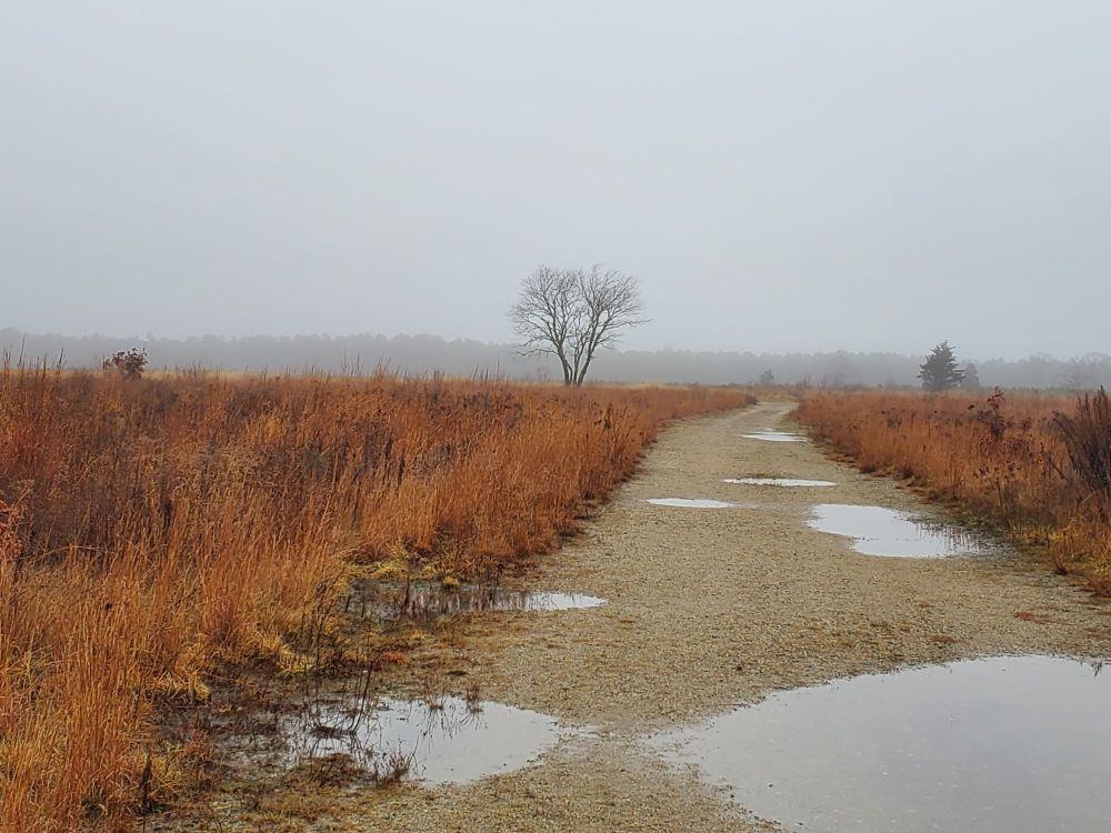 A path full of puddles leads to a lone tree standing in a field on a foggy day.