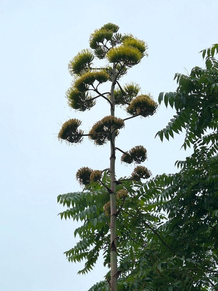 Agave