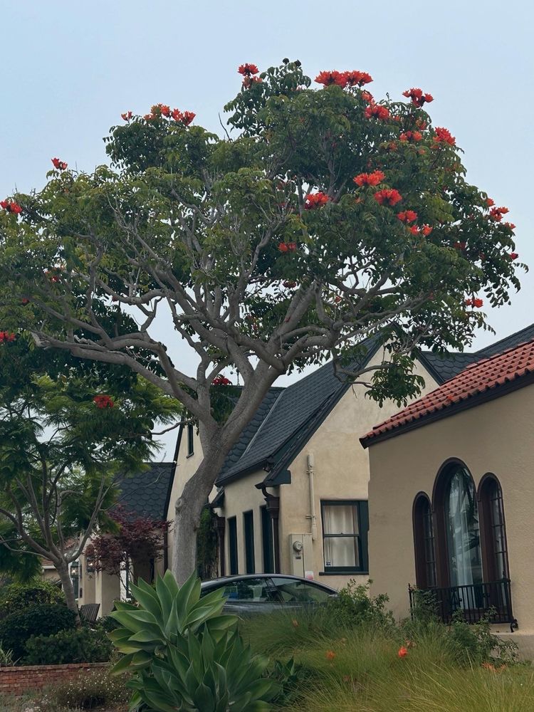African tulip tree