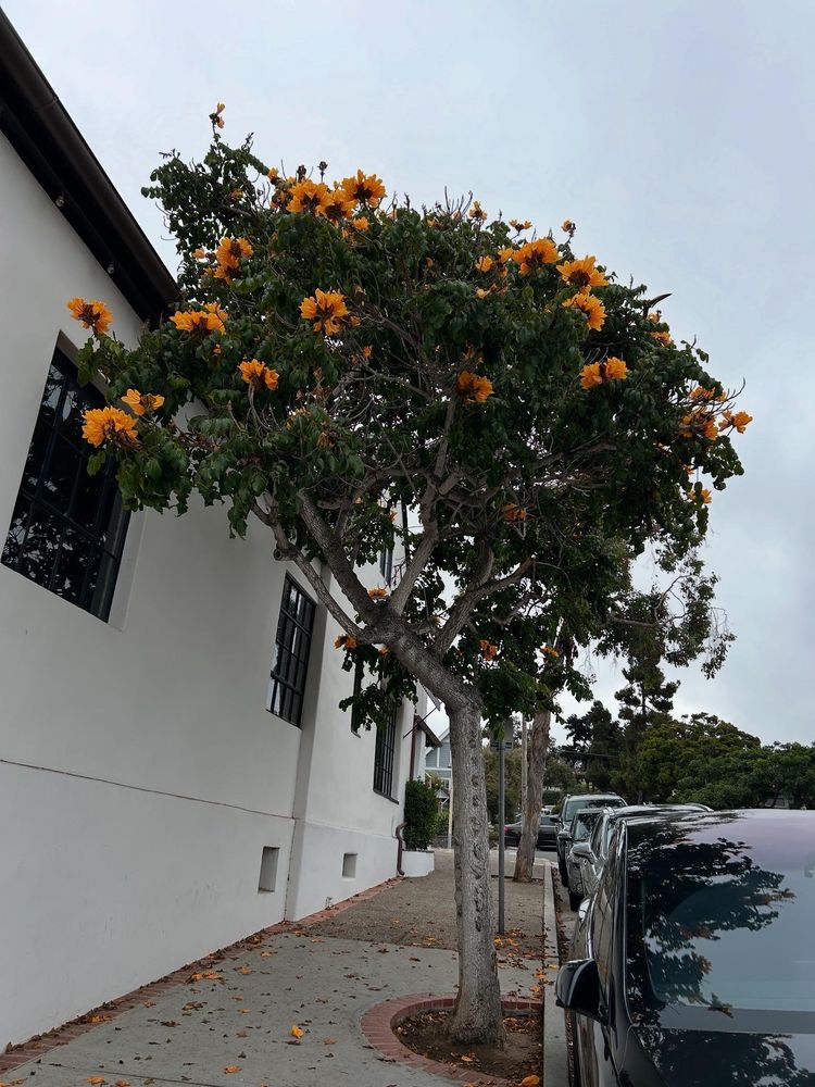 African tulip tree