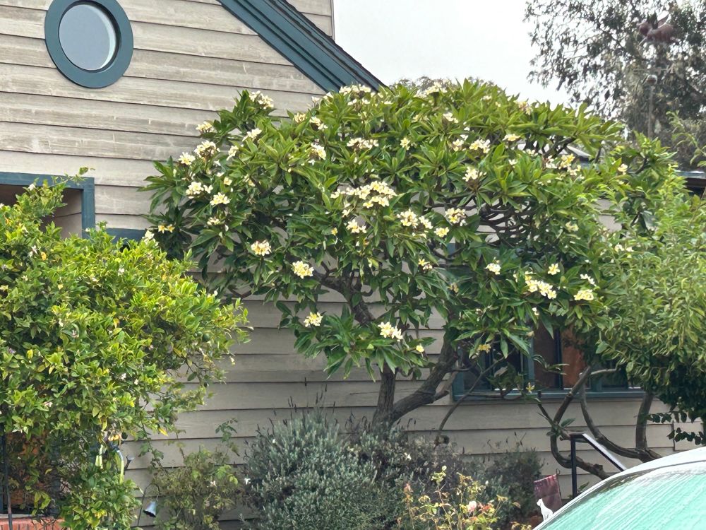 Fragipani aka plumeria