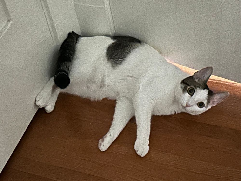 White and gray cat sitting oddly