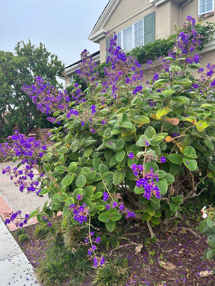 Princess flower