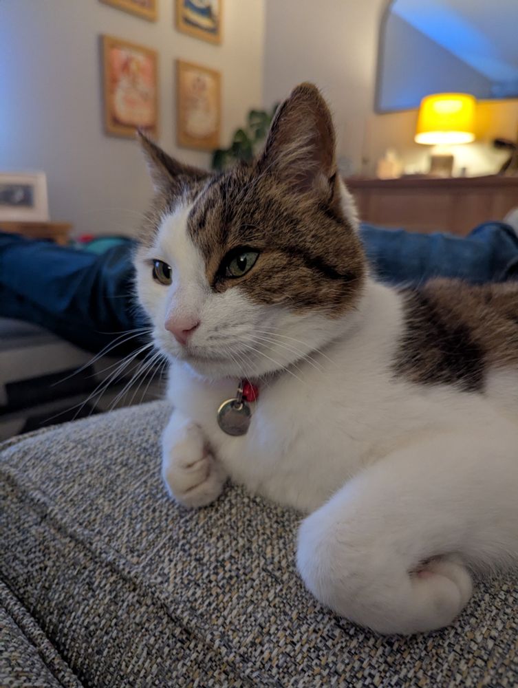 A brown and white cat is sitting on a grey sofa looking as pensive as a cat is capable of
