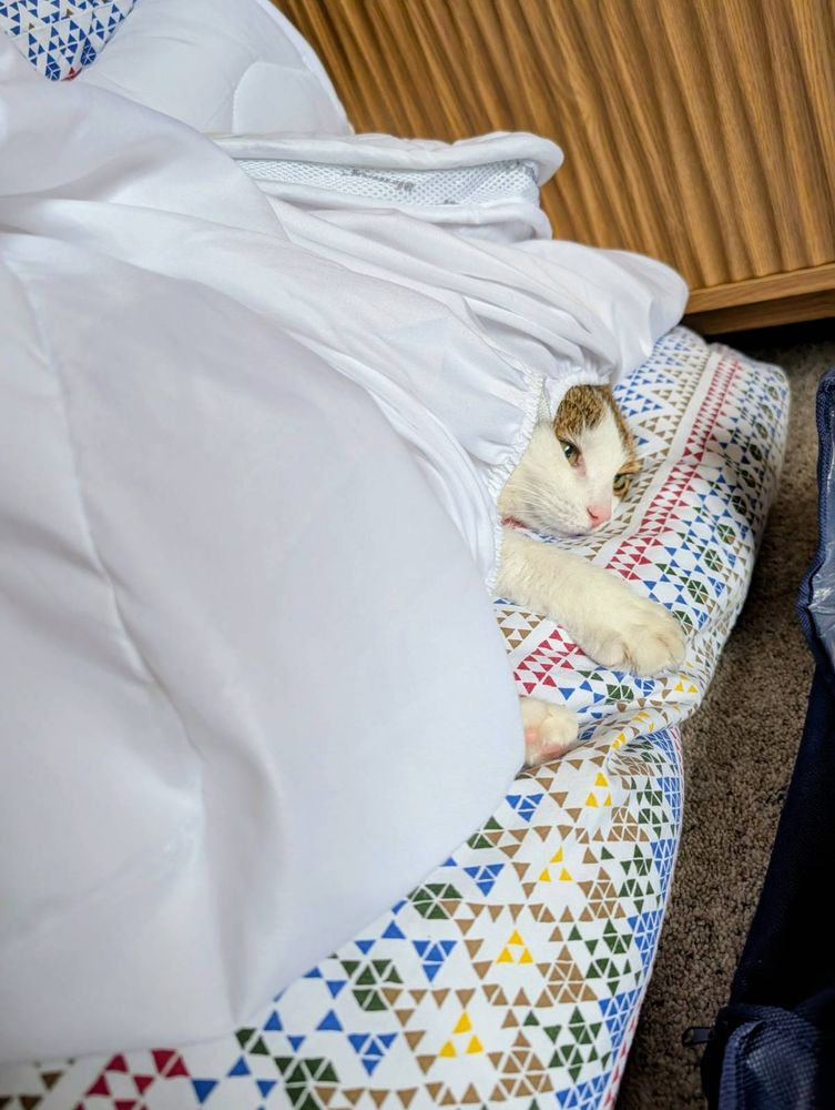 A cat's head and paw emerging from underneath a fitted sheet on top of a duvet with a multicoloured pattern.
